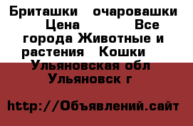 Бриташки - очаровашки.  › Цена ­ 3 000 - Все города Животные и растения » Кошки   . Ульяновская обл.,Ульяновск г.